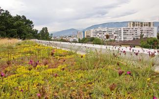 irrigated extensive green roof