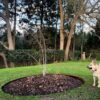 ბაღის რგოლი / garden ring