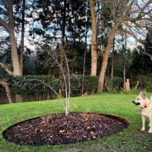 ბაღის რგოლი / garden ring