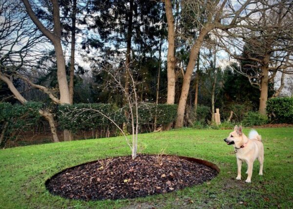 ბაღის რგოლი / garden ring