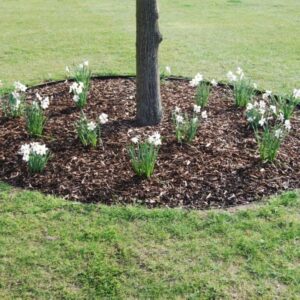 ბაღის რგოლი / garden ring