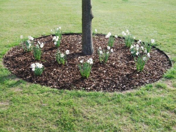 ბაღის რგოლი / garden ring