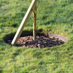 ბაღის რგოლი / garden ring
