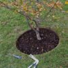ბაღის რგოლი / garden ring