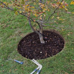 ბაღის რგოლი / garden ring