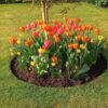 ბაღის რგოლი / garden ring