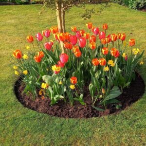 ბაღის რგოლი / garden ring