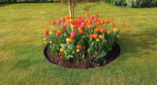 ბაღის რგოლი / garden ring