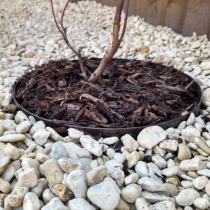 ბაღის რგოლი / garden ring