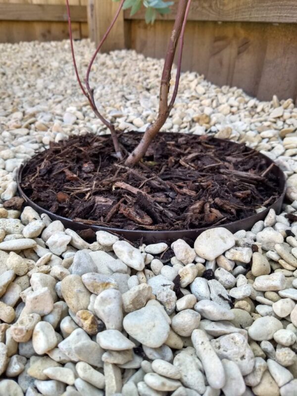 ბაღის რგოლი / garden ring